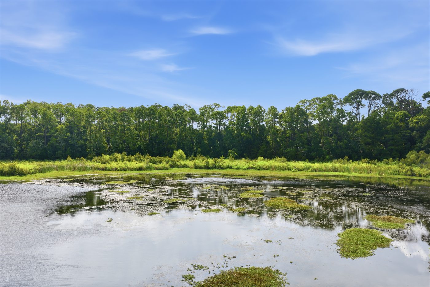 Open water and the mature tree line