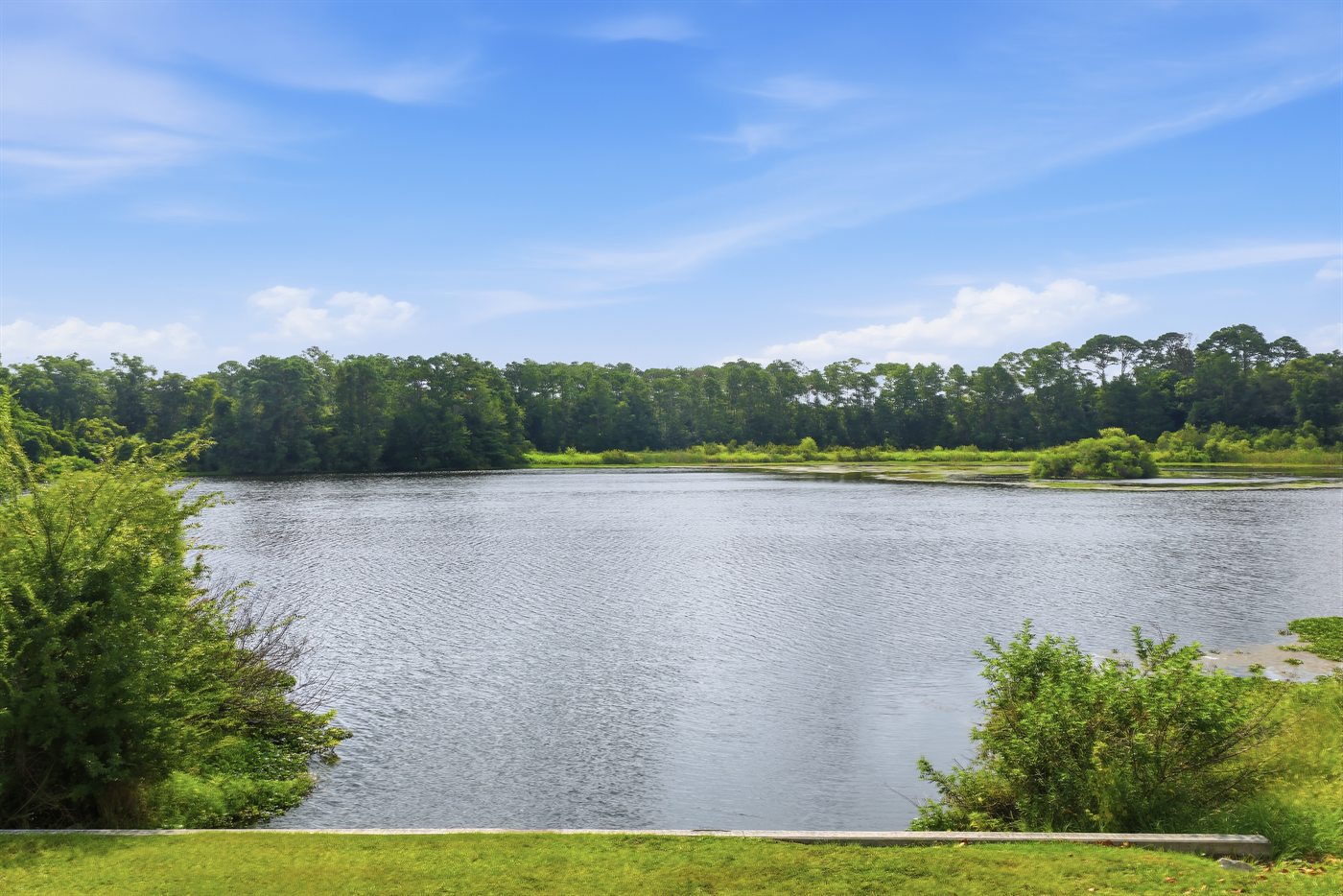 Aerial of the lake and surrounding canopy